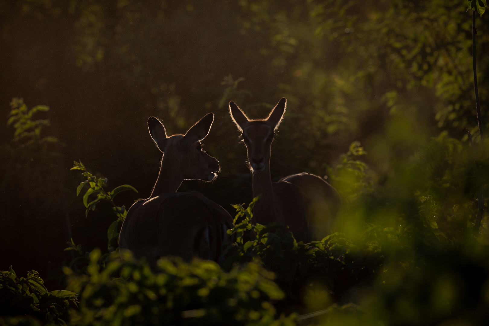 Early Morning Chat In The Forest - Christa Heimuller - Set Subject - 1st Place