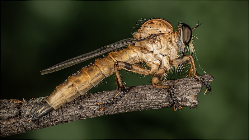 Robber Fly Macro - Macro - Belinda Ueckermann - 1st Place