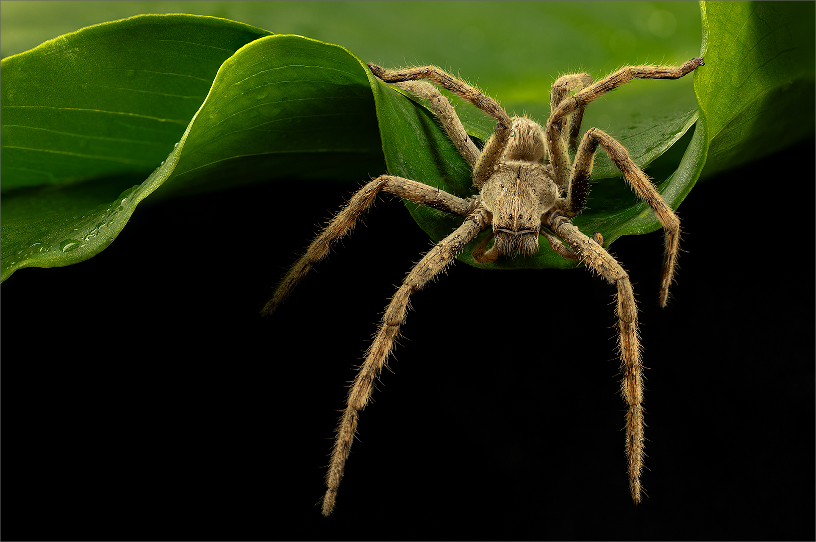 Dangly Spider on Leaf - Macro - Natasha Bird - 2nd Place