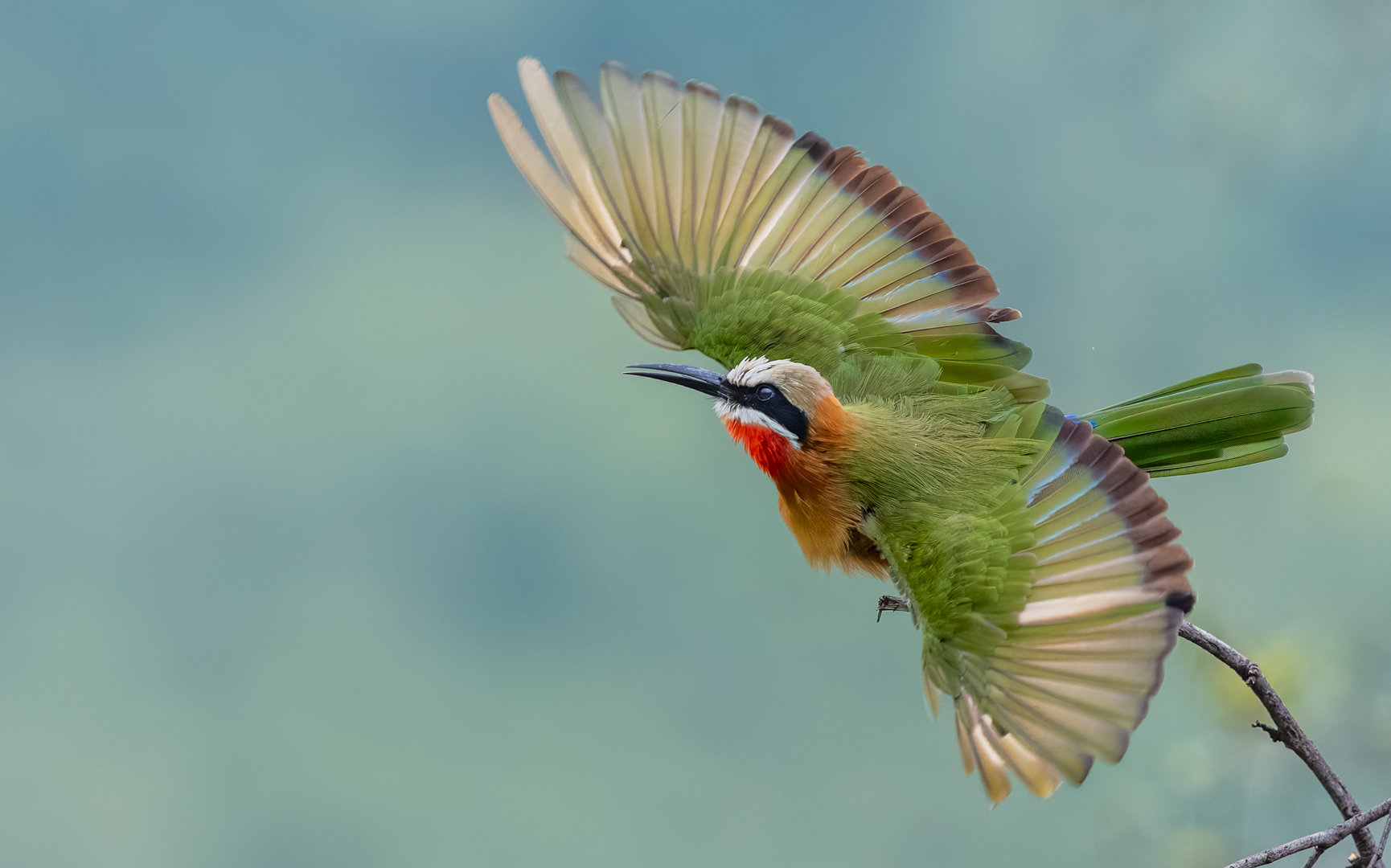 White Fronted Bee Eater in Flight - David Stein - Primary Winner