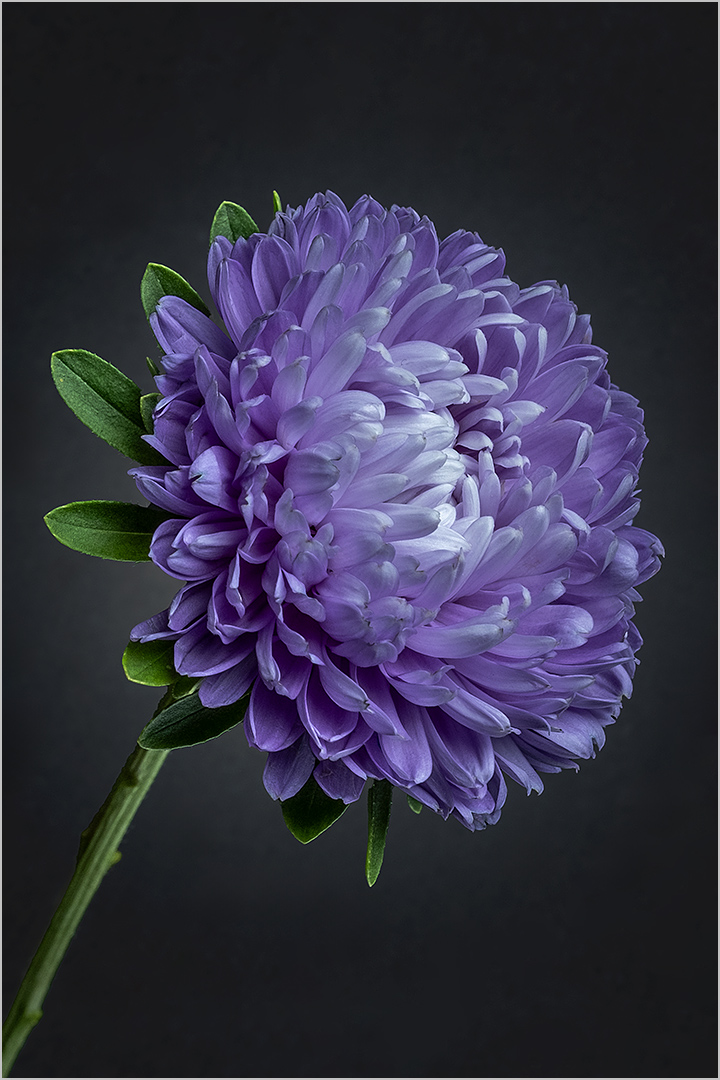 Purple Perfection - Open Pictorial Colour - Heather Maher - 3rd Place