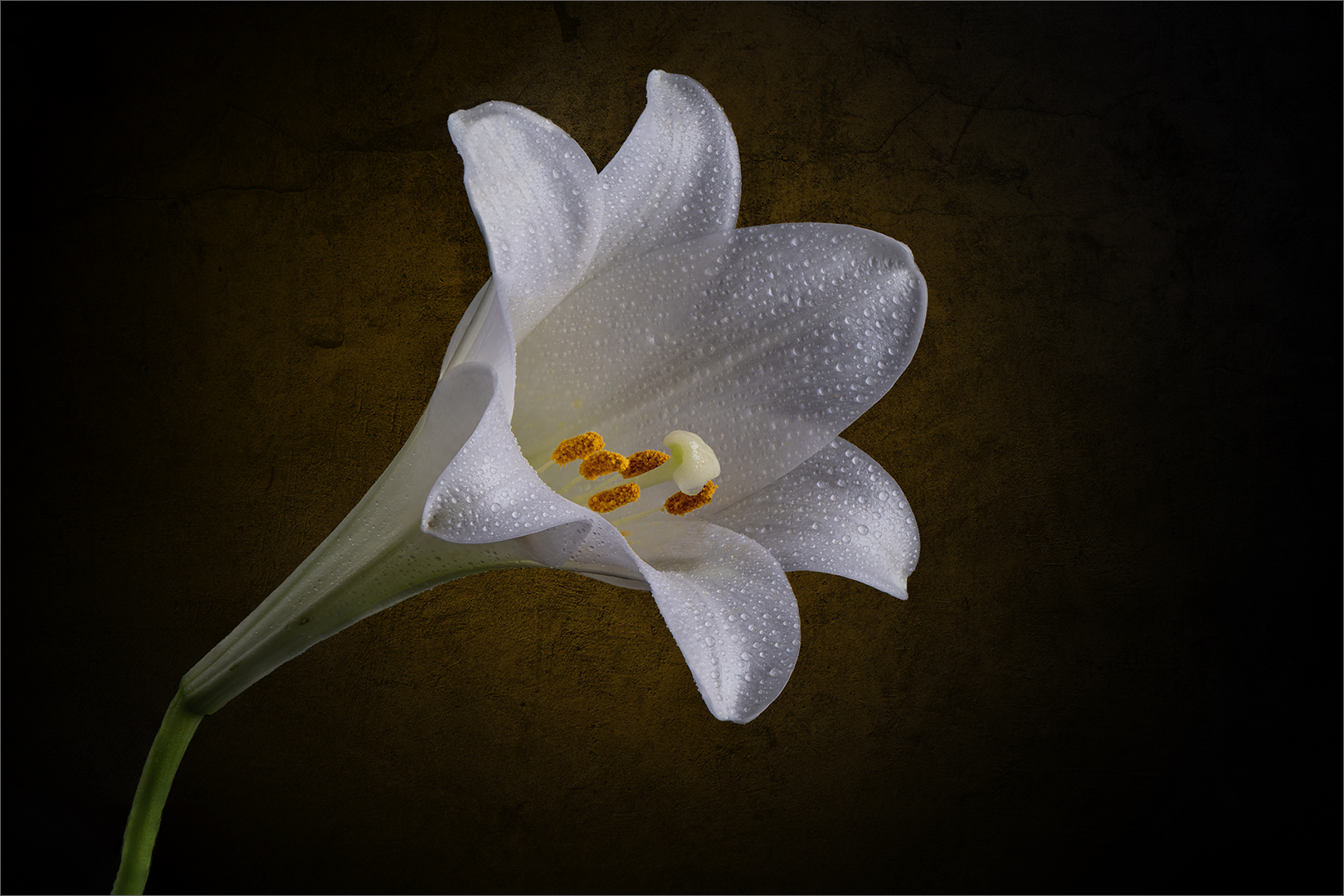 St Joseph Lily - Open Digital Image of the Year - Cynthia Uren