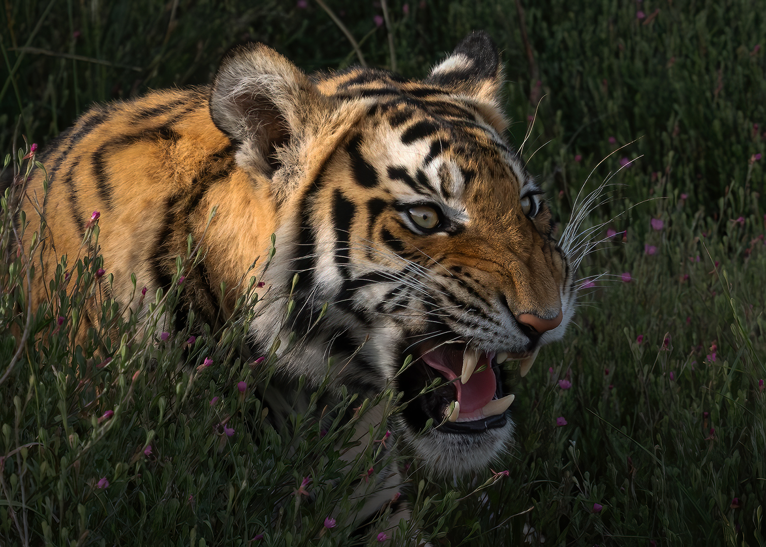 Angry Tiger - Nature - Ana Kaplan - 2nd Place