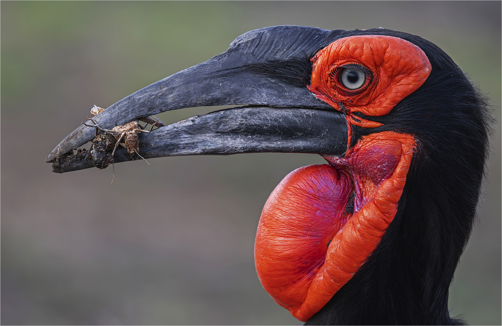 Ground Hornbill 2 - Image of the Year - David Gardner