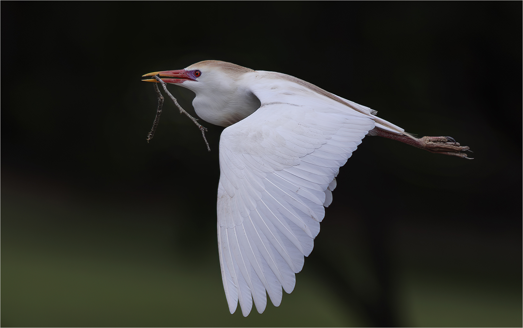 Egret with Nest Material - Nature - David Gardner - 3rd Place