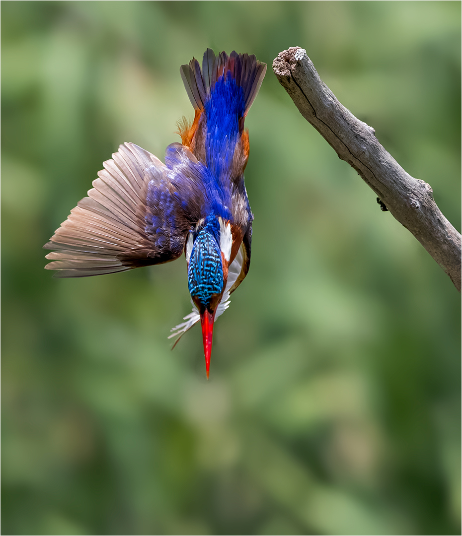 Malachite Kingfisher Dive - Junior Nature - David Woolf Stein