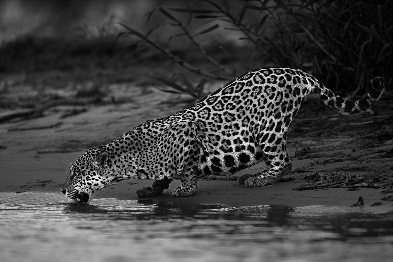 A Drink at Dusk - Open Pictorial Mono - Mariana Kruger - 2nd Place