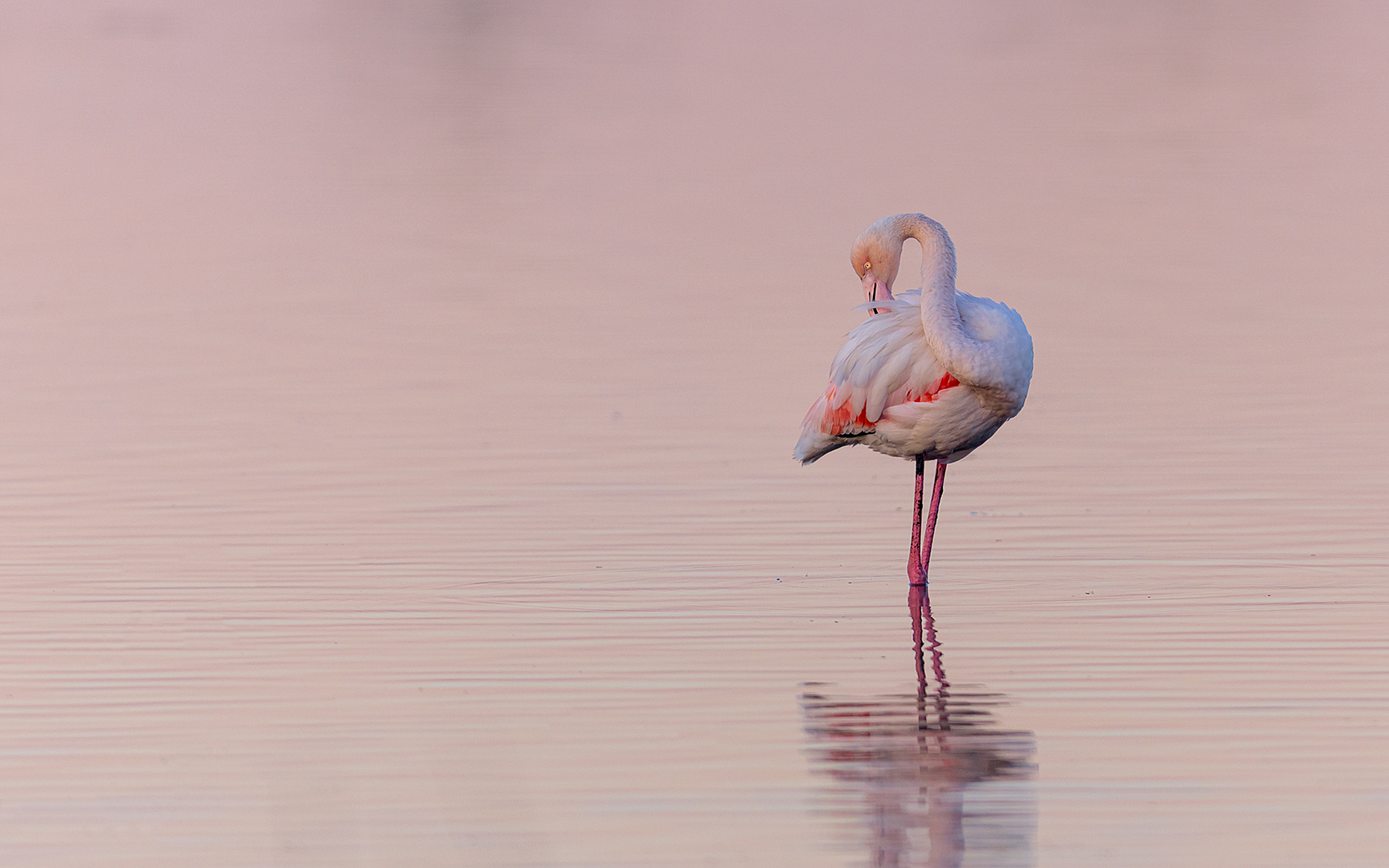 Greater Flamingo in Morning Light - Yafei Yi - Senior Winner