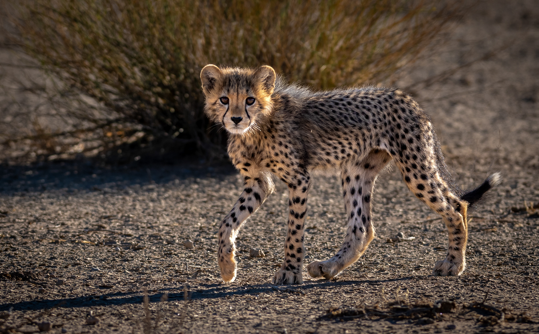 Long Legs - Jacques Muller - Junior Winner