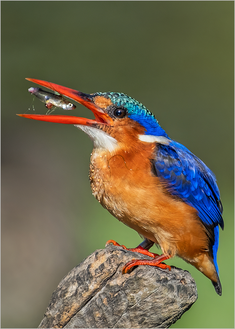 Yum - Heather Maher - Primary Winner