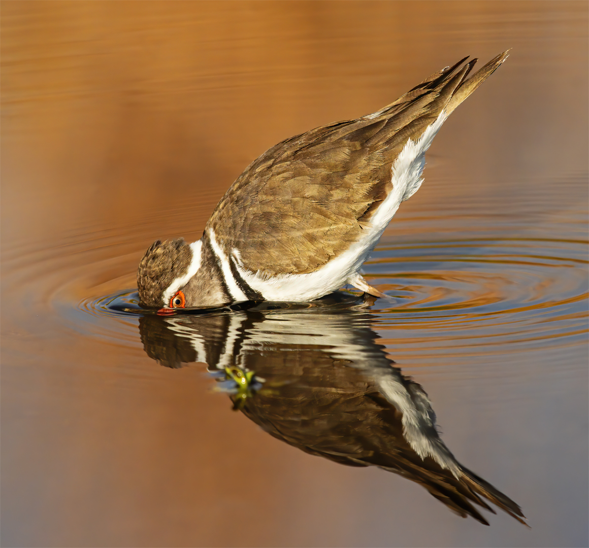 Dive - David Gardner - Set Subject - 1st Place