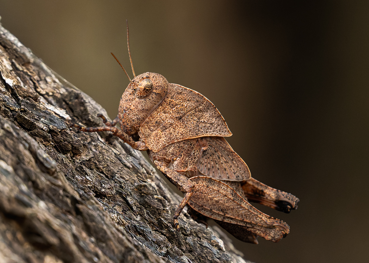 Camouflaged Eyes - Mariana Kruger - Set Subject - 2nd Place