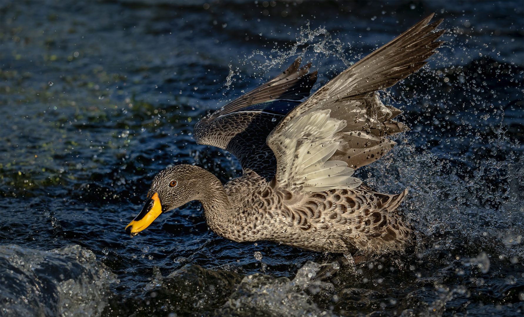 Water Action - Cynthia Uren - Set Subject - 1st Place