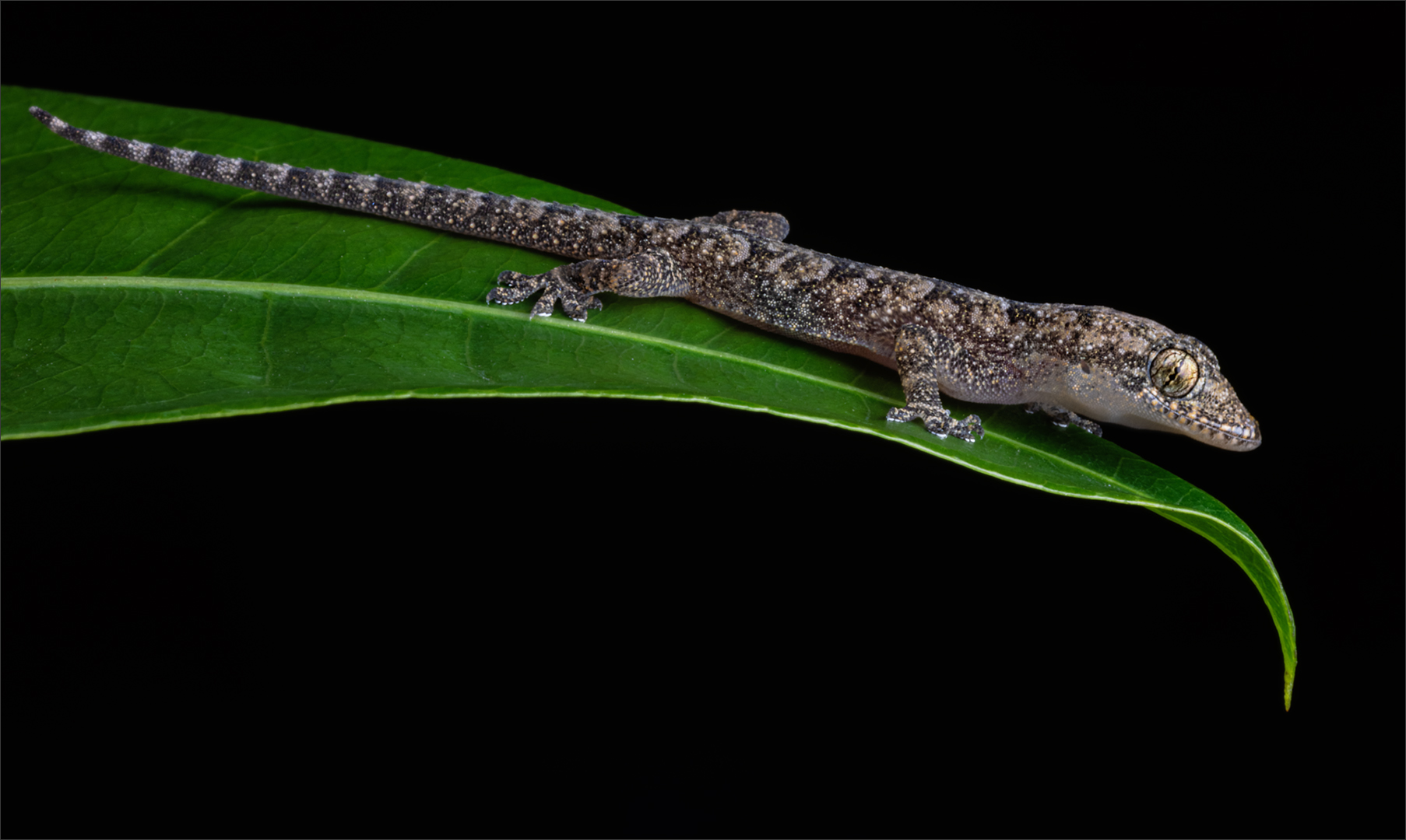 Teeny Gecko on Leaf - Natasha Bird - Set Subject - 1st Place