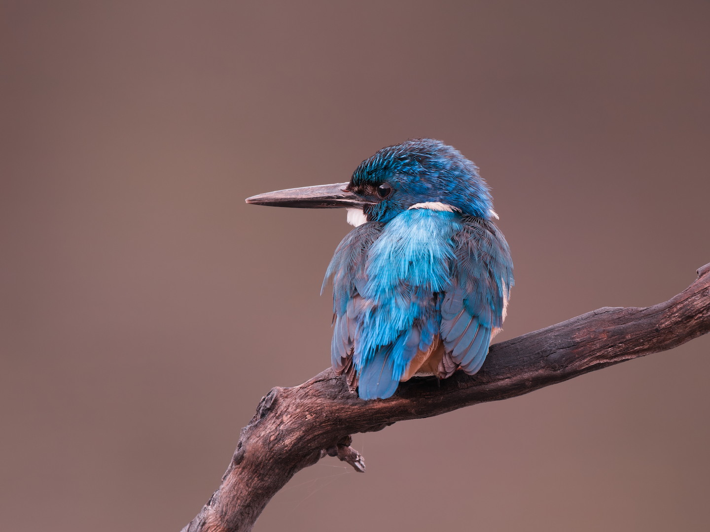 Half Collar Kingfisher - Glyn Davies - Primary Winner