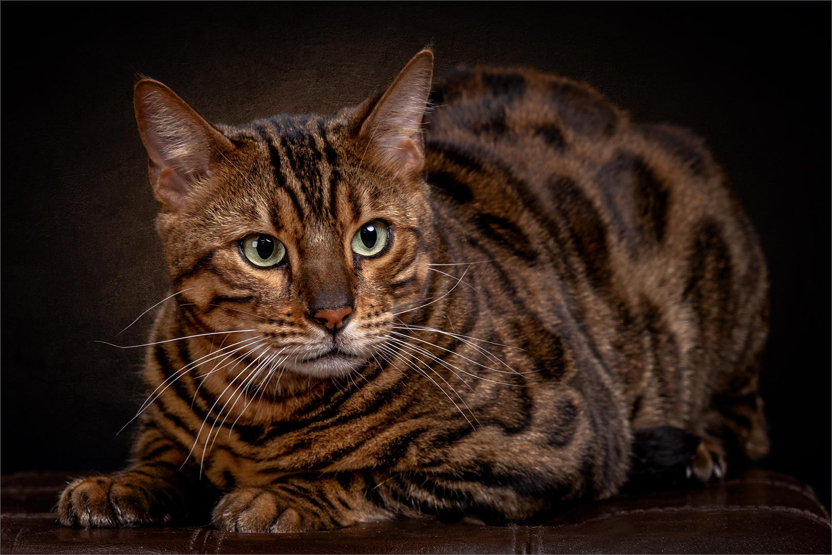 Green Eyed Bengal - Cynthia Uren - Set Subject - 1st Place