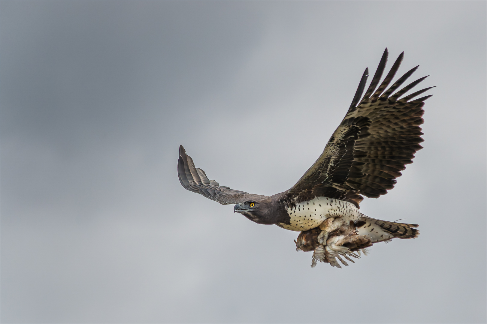 Marshall Eagle in Flight with Barn Owl Kill - Mariana Kruger - Senior Winner