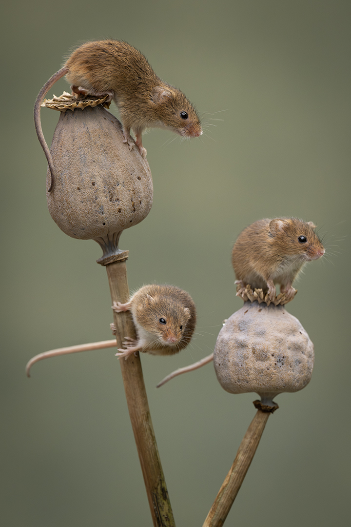 Just 3 Mice Hanging Around - Cynthia Uren - Set Subject - 3rd Place
