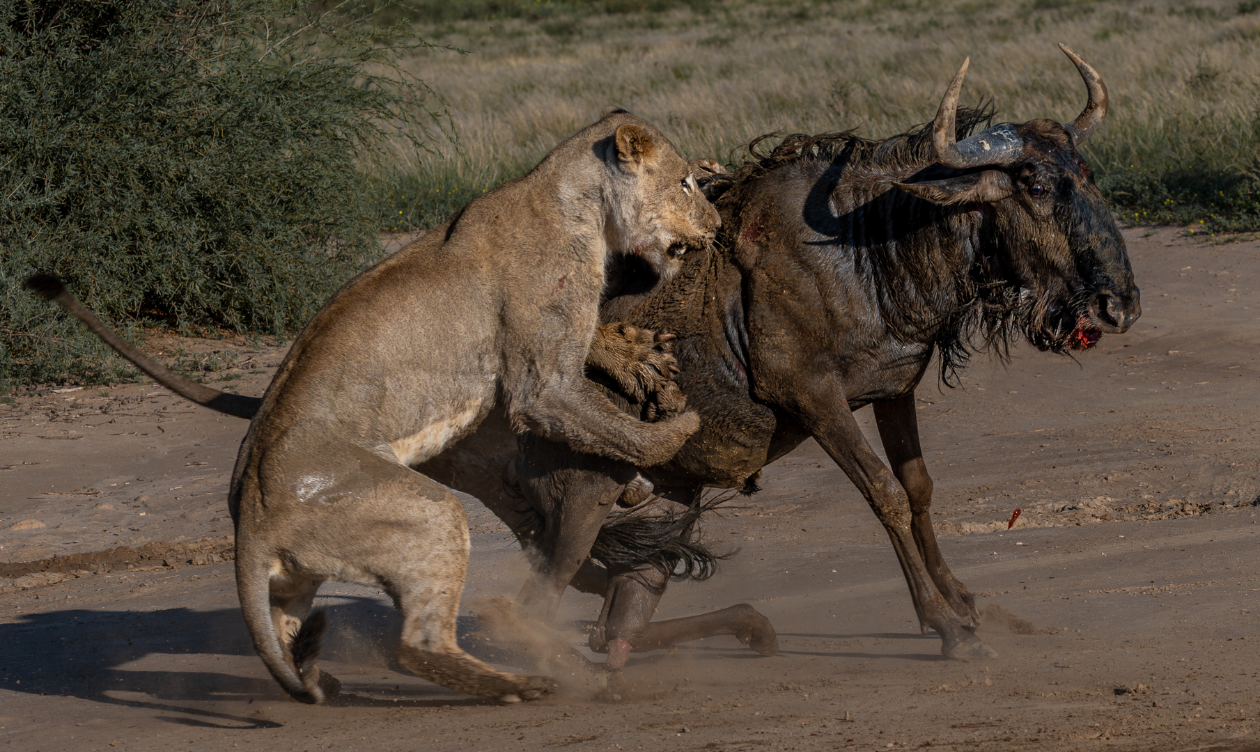 Two on One Jacques Muller - Primary Winner