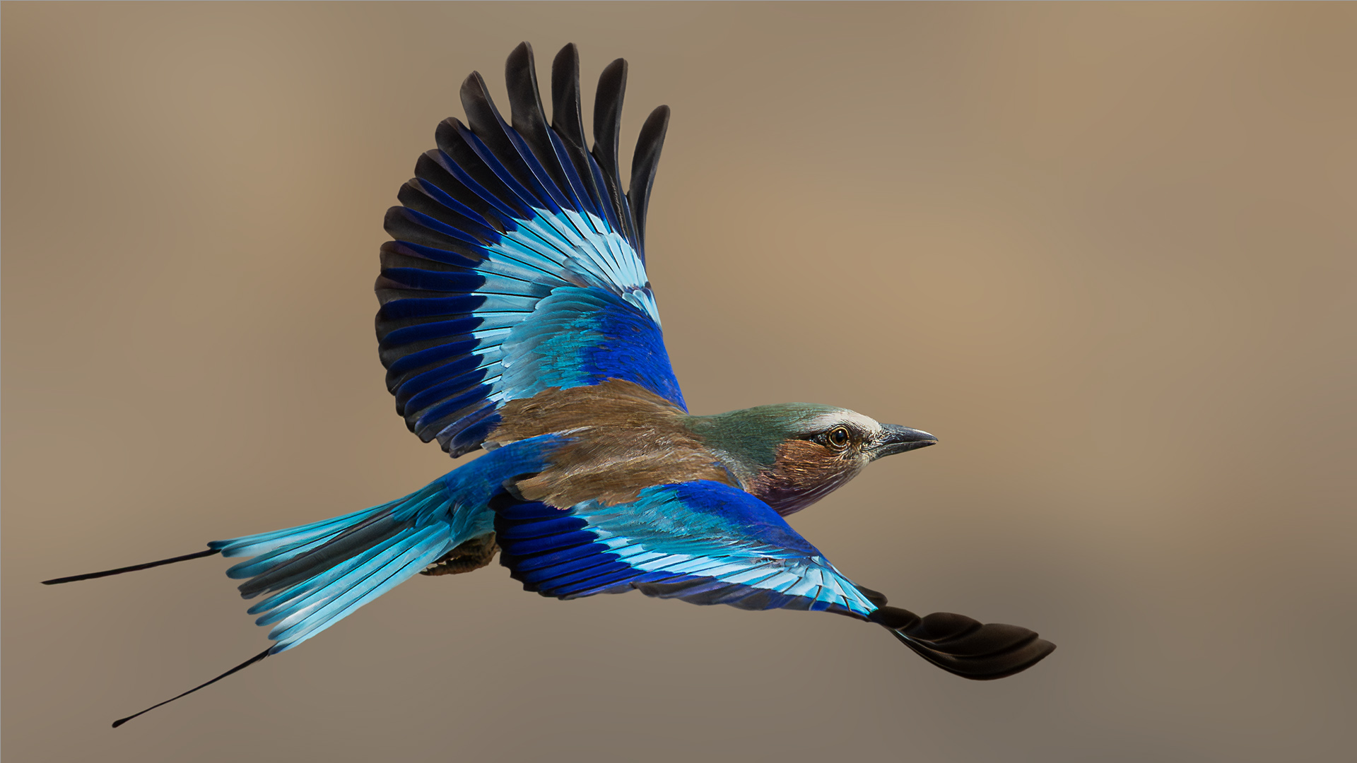 Roller in Flight - Belinda Ueckermann - Set Subject - 1st Place
