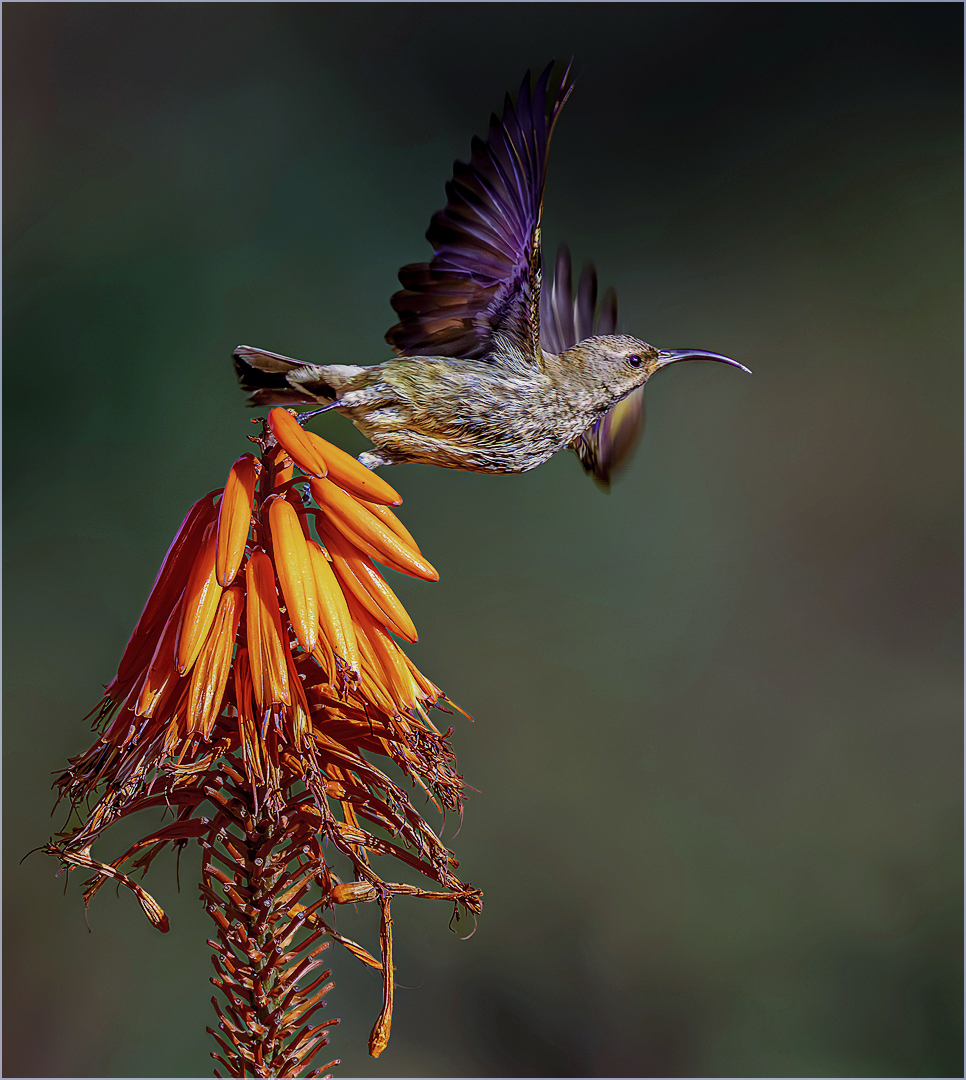 Taking Flight - Nature - Kit Bruyns - 3rd Place