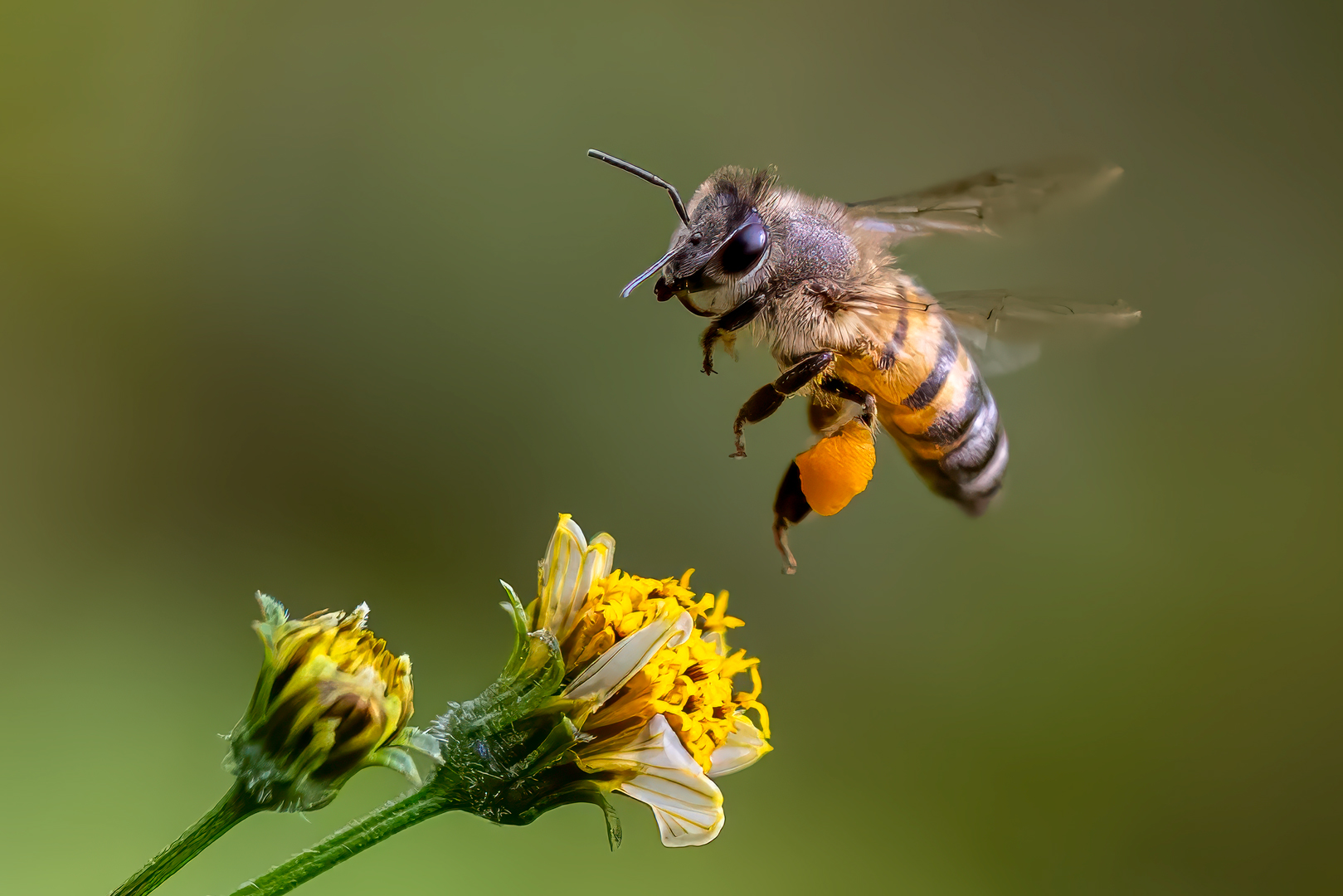 Pollination - Junior Macro - David Woolf Stein