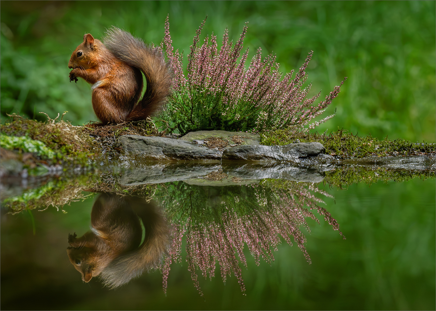 Red Squirrel - Open Pictorial Colour - Cynthia Uren - 3rd Place