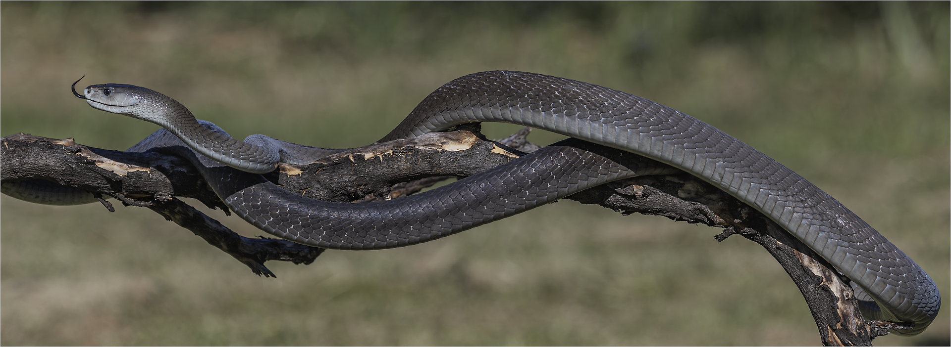 Black Mamba 2 - David Gardner - Senior Winner