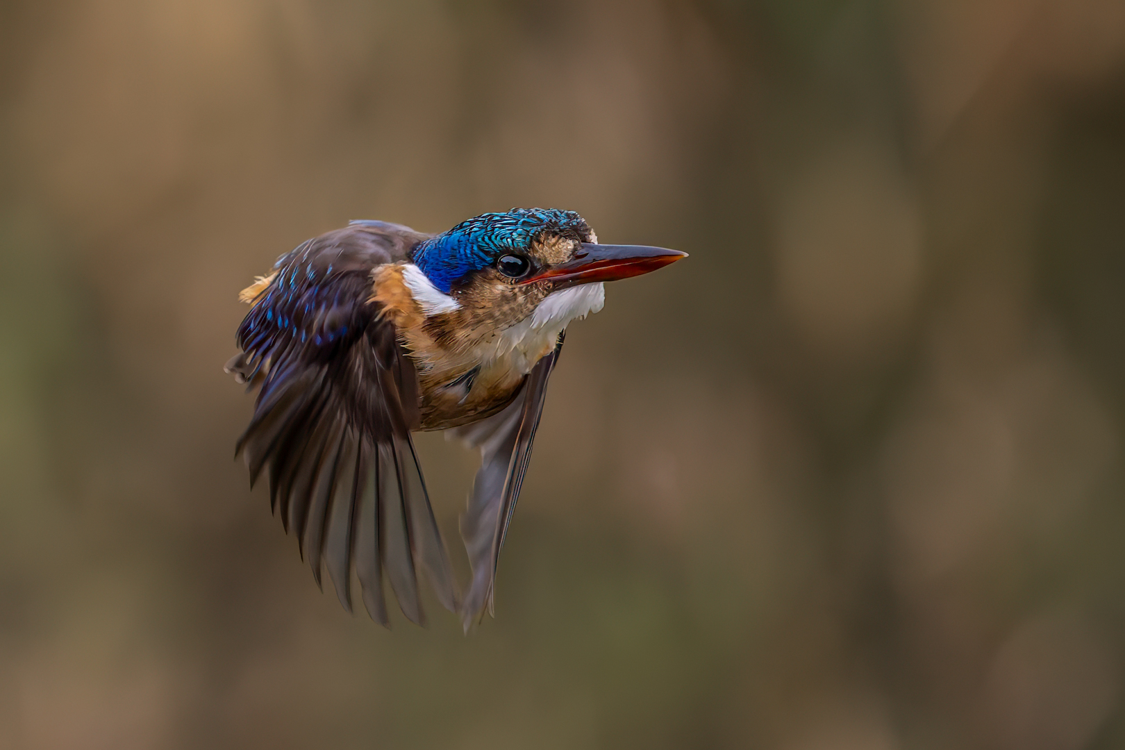 Canonball Kingfisher - Junior Nature - David Woolf Stein