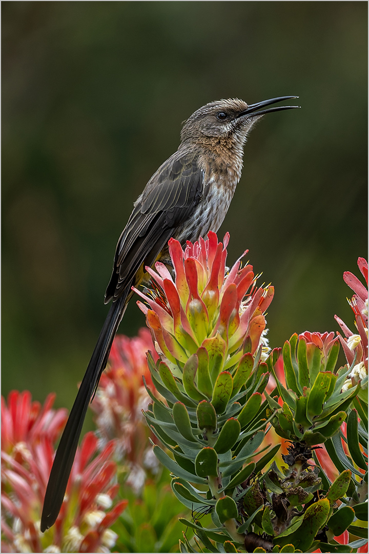 Sugarbird Calling - Heather Maher - Primary Winner