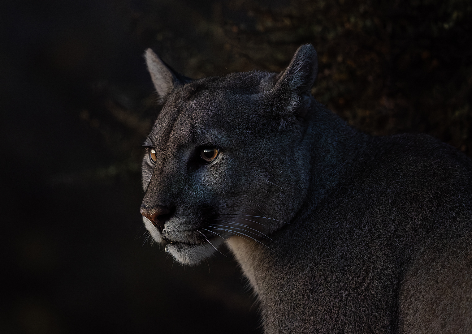 Portrait of a Puma at Dawn - Nature - Jayesh Hargovan - 1st Place