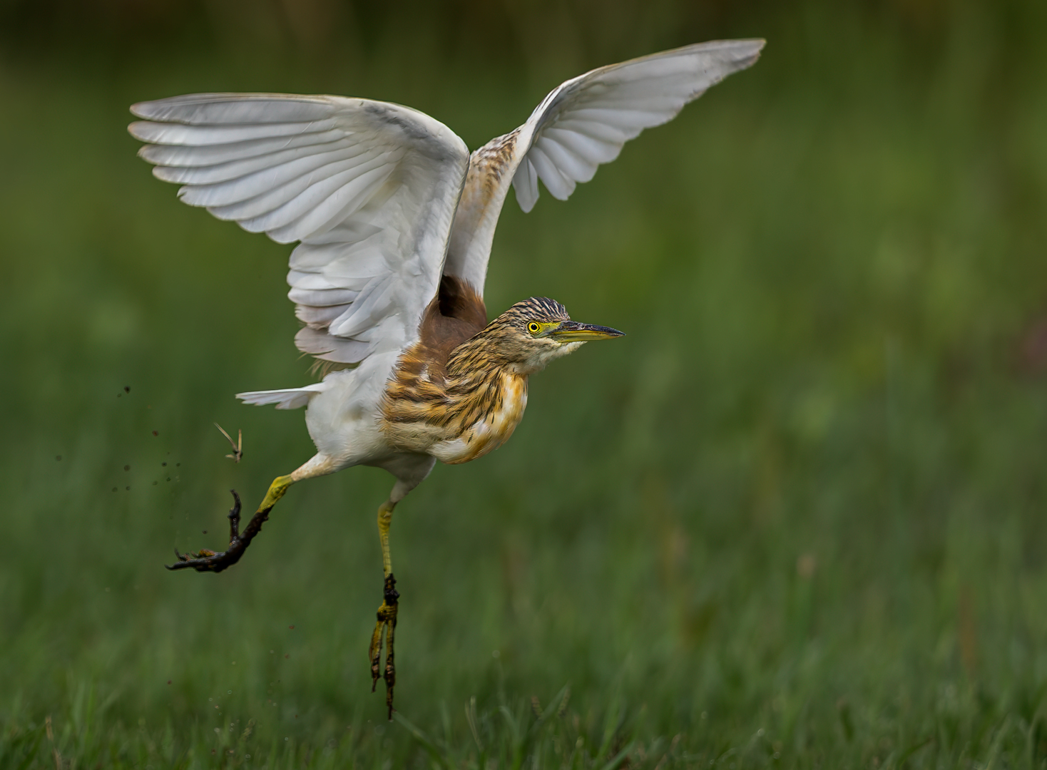 Heron Scud Runner - David Wolf Stein - Senior Winner