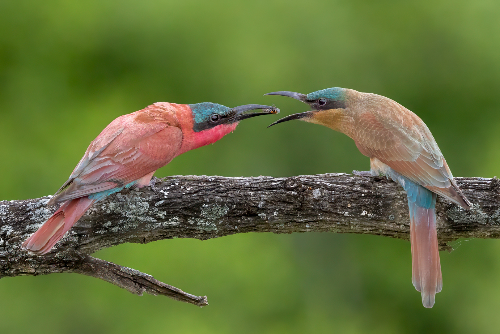 Carmine Bee Eater Feeding Juvenile - Open Digital Image of the Year - David Woolf Stein