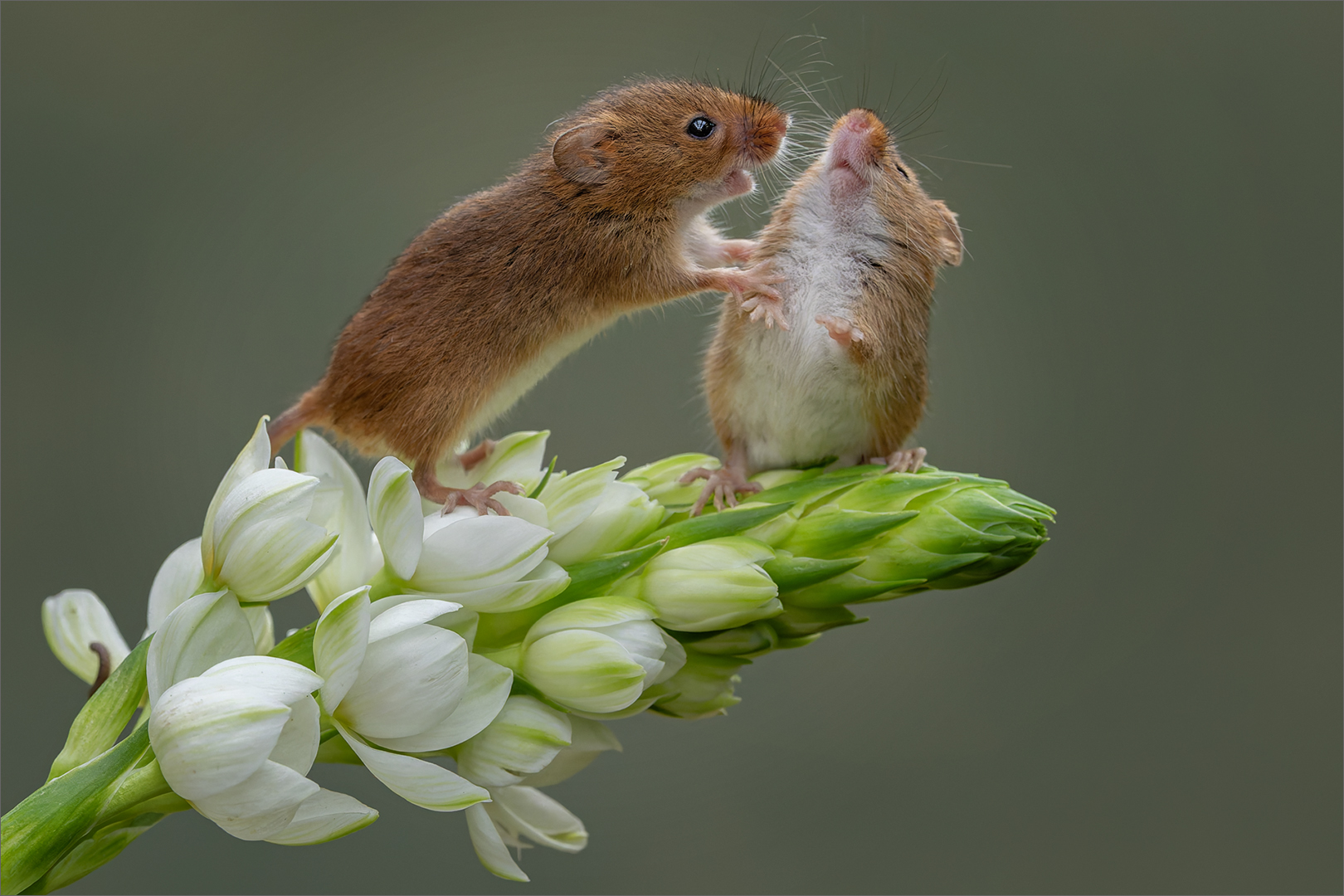 Misbehaving - Nature - Cynthia Uren - 2nd Place