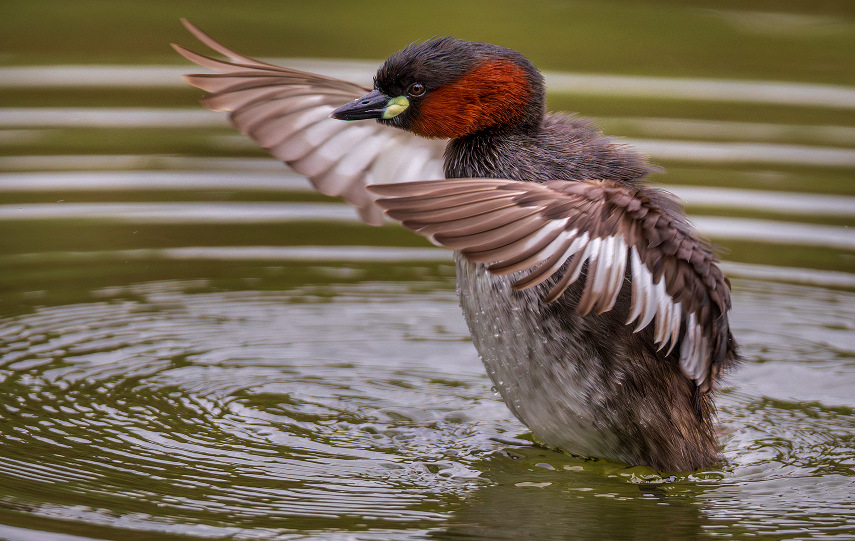 Grebe Flapping Wings - Open Pictorial Colour - Yafei Yei - 1st Place