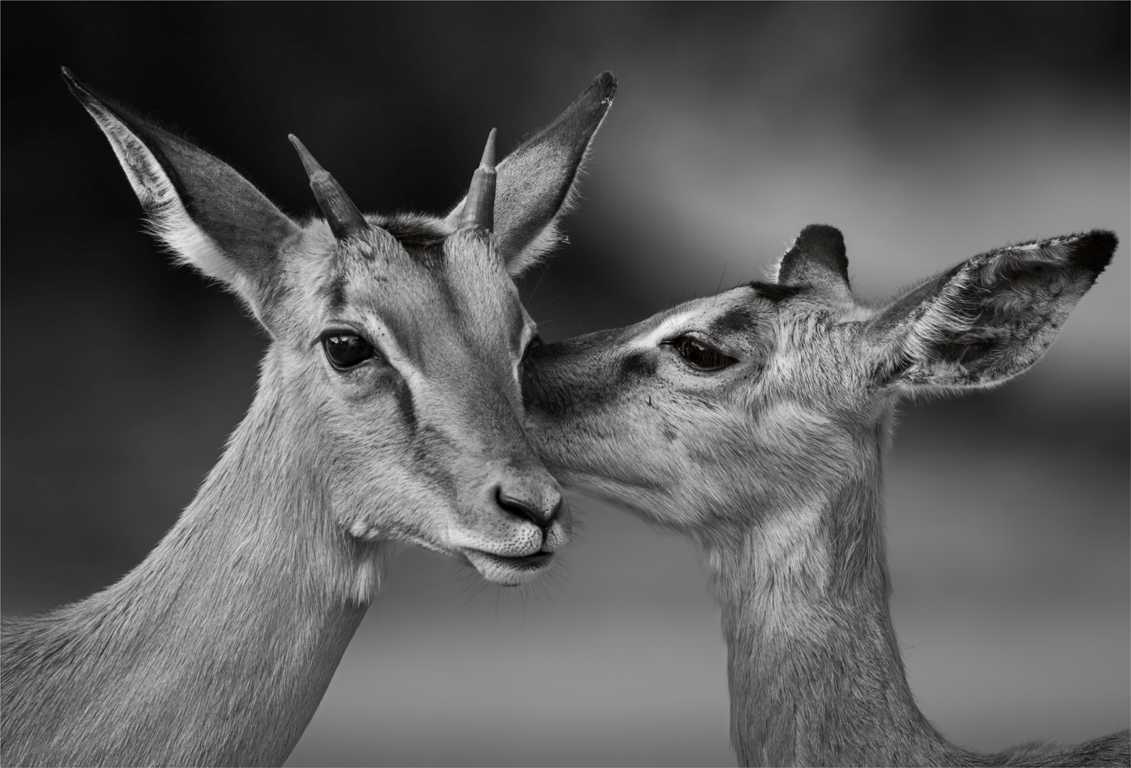 Buck Mono - Junior Pictorial Mono - David Woolf Stein