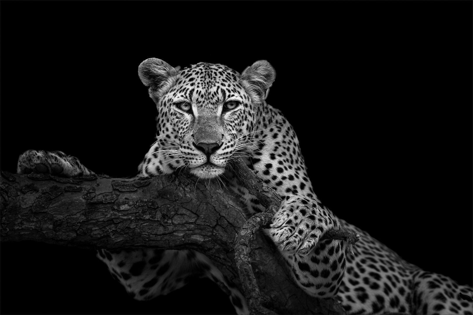 Leopard in Maroela Tree - Open Pictorial Mono - Mariana Kruger - 1st Place