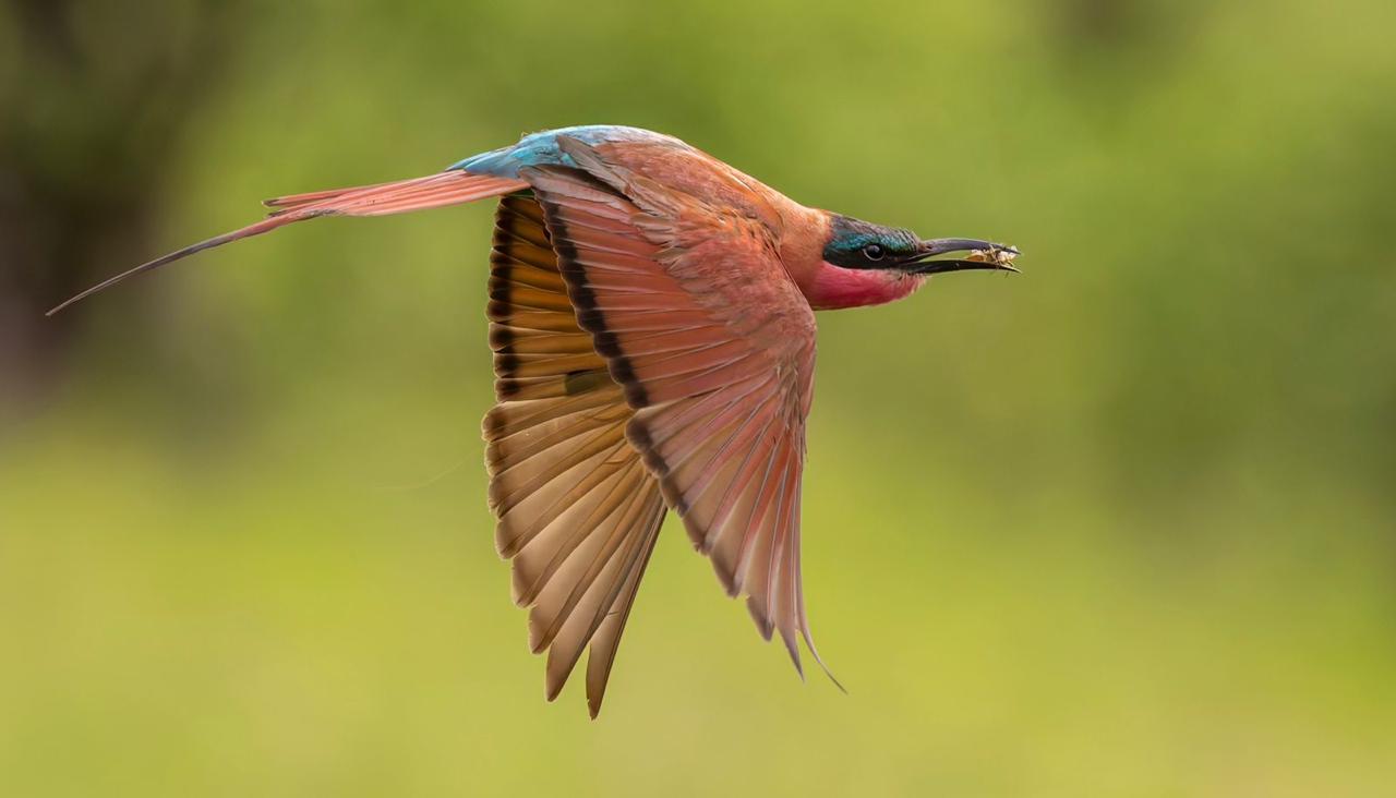 Carmine Bee Eater with Catch - Junior Pictorial - David Woolf Stein