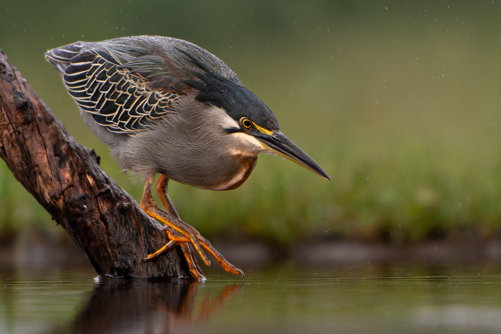 Catching Fish in the Rain - Mariana Kruger - Senior Winner