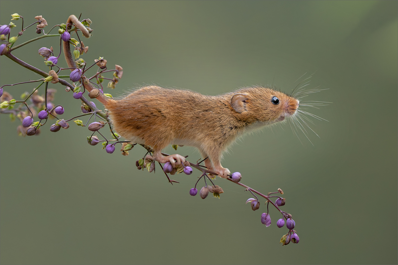 Portrait of a Harvester Mouse - Cynthia Uren - Senior Winner