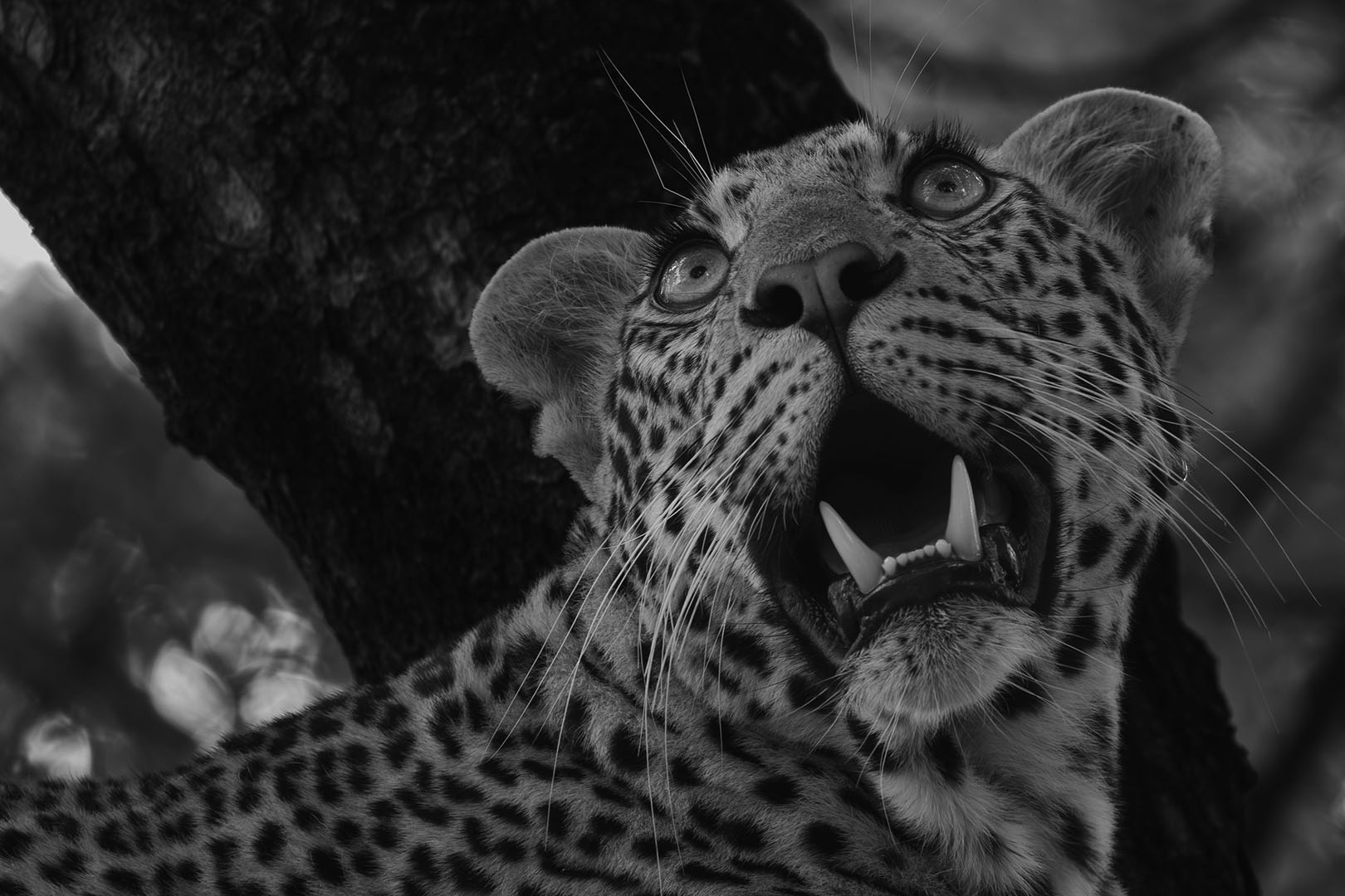 Distracted Cheetah - Kiren Maharaj - Primary Winner